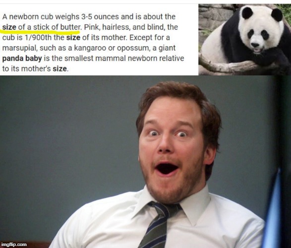 I LOVE PANDAS | image tagged in oooohhhh,memes,panda,butter,exotic butters | made w/ Imgflip meme maker