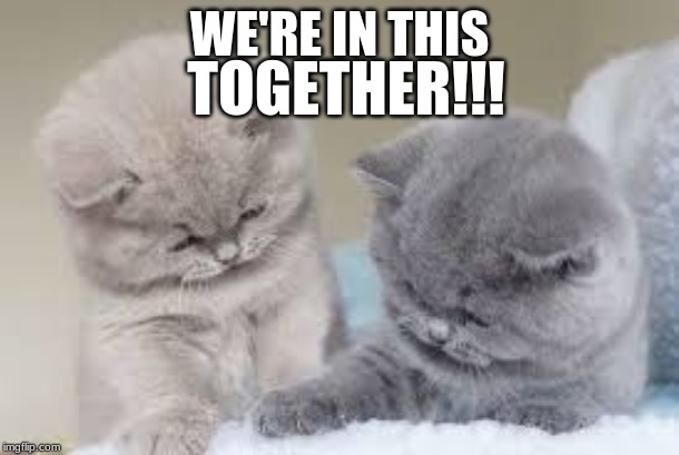 Inspired | TOGETHER!!! WE'RE IN THIS | image tagged in funny cats | made w/ Imgflip meme maker
