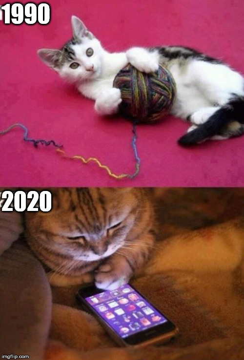 Evolution of cats | 1990; 2020 | image tagged in cats | made w/ Imgflip meme maker