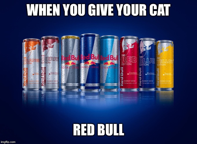 red bull | WHEN YOU GIVE YOUR CAT RED BULL | image tagged in red bull | made w/ Imgflip meme maker