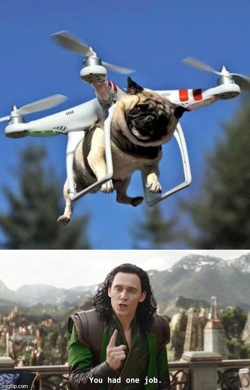 image tagged in flying pug,you had one job just the one | made w/ Imgflip meme maker