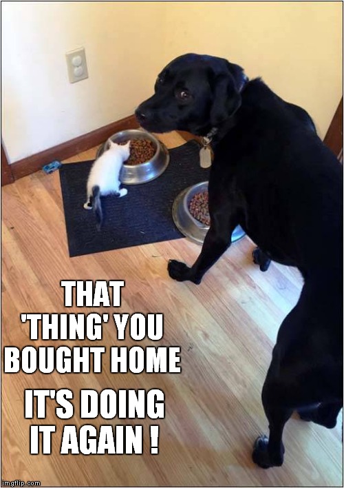 Mini Food Thief ! | THAT 'THING' YOU BOUGHT HOME; IT'S DOING IT AGAIN ! | image tagged in fun,dog,kitten | made w/ Imgflip meme maker