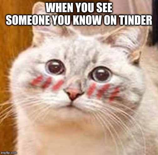 WHEN YOU SEE SOMEONE YOU KNOW ON TINDER | image tagged in cats,blushing,tinder | made w/ Imgflip meme maker