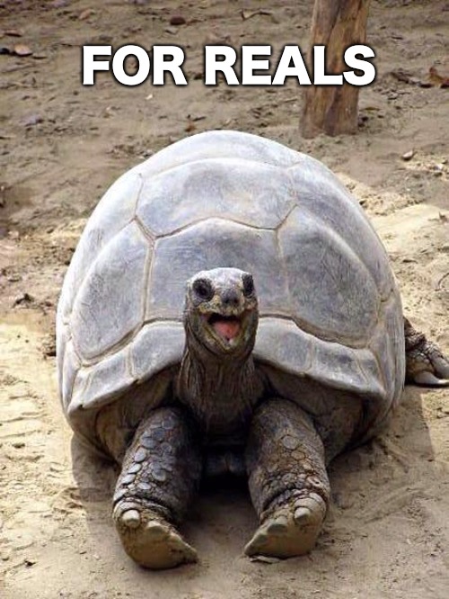 Smiling happy excited tortoise | FOR REALS | image tagged in smiling happy excited tortoise | made w/ Imgflip meme maker
