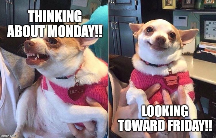 angry dog meme | THINKING ABOUT MONDAY!! LOOKING TOWARD FRIDAY!! | image tagged in angry dog meme | made w/ Imgflip meme maker