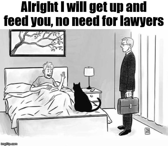 Drama cat | Alright I will get up and feed you, no need for lawyers | image tagged in cats | made w/ Imgflip meme maker
