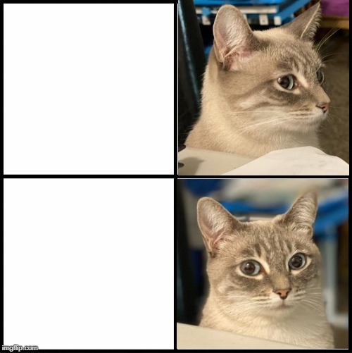 High Quality meme cat v2 Blank Meme Template