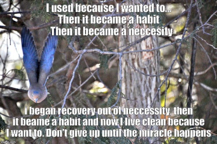 I used because I wanted to...
Then it became a habit
   Then it became a neccesity; i began recovery out of neccessity, then it beame a habit and now I live clean because I want to. Don't give up until the miracle happens | image tagged in recovery,addiction,freedom,dove | made w/ Imgflip meme maker