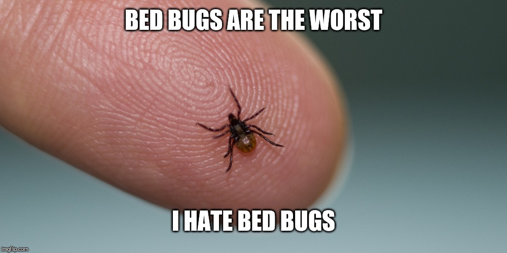 Lyme Disease | BED BUGS ARE THE WORST I HATE BED BUGS | image tagged in lyme disease | made w/ Imgflip meme maker