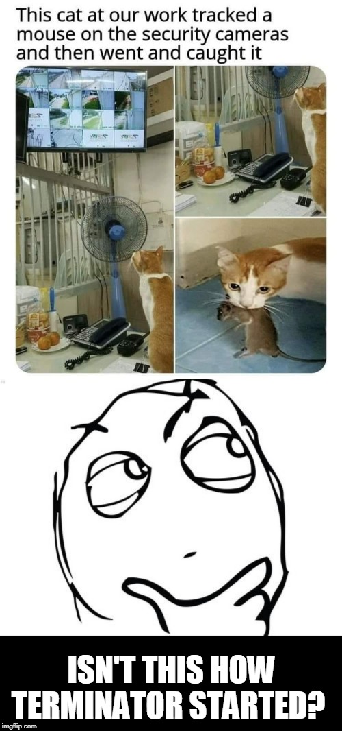 learning | ISN'T THIS HOW TERMINATOR STARTED? | image tagged in memes,question rage face,cats | made w/ Imgflip meme maker