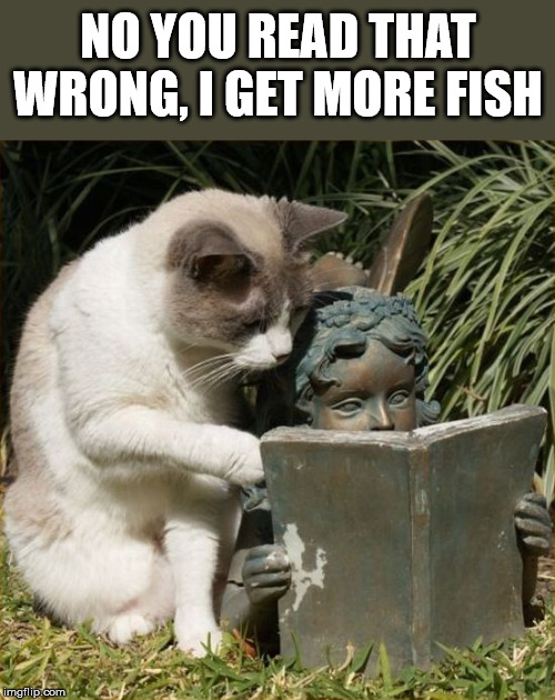 NO YOU READ THAT WRONG, I GET MORE FISH | image tagged in cats | made w/ Imgflip meme maker