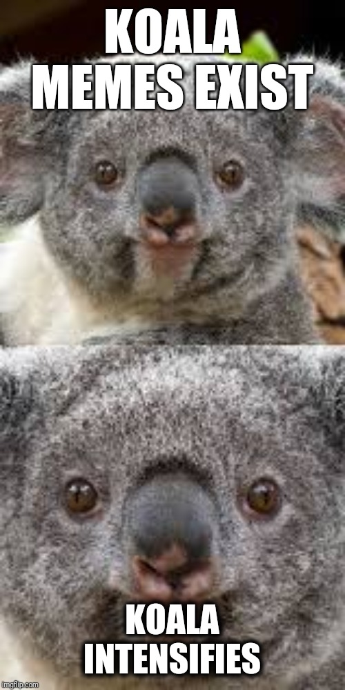 Koala memes intensifies | KOALA MEMES EXIST; KOALA INTENSIFIES | image tagged in koala,koala intensifies,funny,memes | made w/ Imgflip meme maker