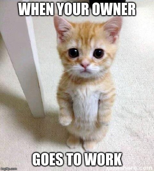Cute Cat | WHEN YOUR OWNER; GOES TO WORK | image tagged in memes,cute cat | made w/ Imgflip meme maker