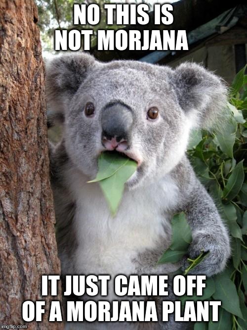 Surprised Koala | NO THIS IS NOT MORJANA; IT JUST CAME OFF OF A MORJANA PLANT | image tagged in memes,surprised koala | made w/ Imgflip meme maker