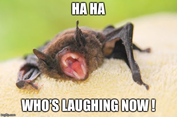 Who’s laughing now ! | HA HA; WHO’S LAUGHING NOW ! | image tagged in whos laughing now | made w/ Imgflip meme maker
