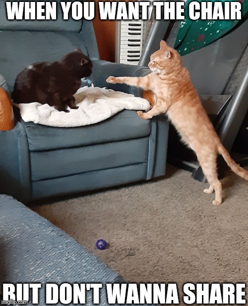 Having more than one cat in the be like... | WHEN YOU WANT THE CHAIR; BUT DON'T WANNA SHARE | image tagged in cats,funny cats,cat fight | made w/ Imgflip meme maker
