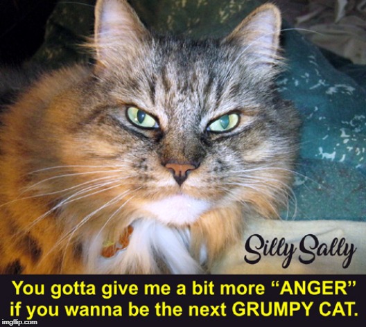 The Next Grumpy Cat: Silly Sally | image tagged in grumpy cat,silly sally,cats | made w/ Imgflip meme maker