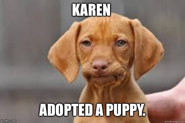 Disappointed Dog | KAREN; ADOPTED A PUPPY. | image tagged in disappointed dog | made w/ Imgflip meme maker
