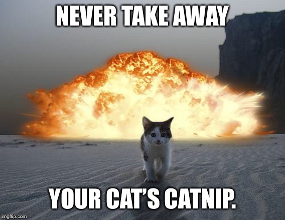 cat explosion | NEVER TAKE AWAY; YOUR CAT’S CATNIP. | image tagged in cat explosion | made w/ Imgflip meme maker