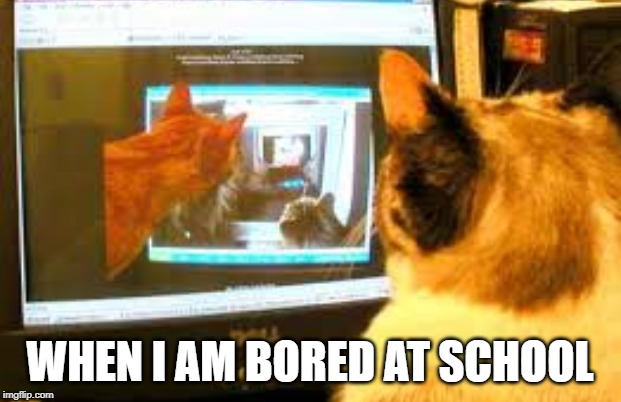 when i am board at school | WHEN I AM BORED AT SCHOOL | image tagged in cats | made w/ Imgflip meme maker