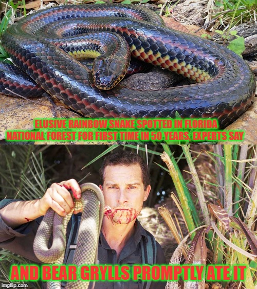 Elusive rainbow snake spotted in Florida national forest for first time in 50 years, experts say | ELUSIVE RAINBOW SNAKE SPOTTED IN FLORIDA NATIONAL FOREST FOR FIRST TIME IN 50 YEARS, EXPERTS SAY; AND BEAR GRYLLS PROMPTLY ATE IT | image tagged in bear grylls | made w/ Imgflip meme maker