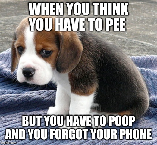 the pain :( | WHEN YOU THINK YOU HAVE TO PEE; BUT YOU HAVE TO POOP AND YOU FORGOT YOUR PHONE | image tagged in sad dog | made w/ Imgflip meme maker