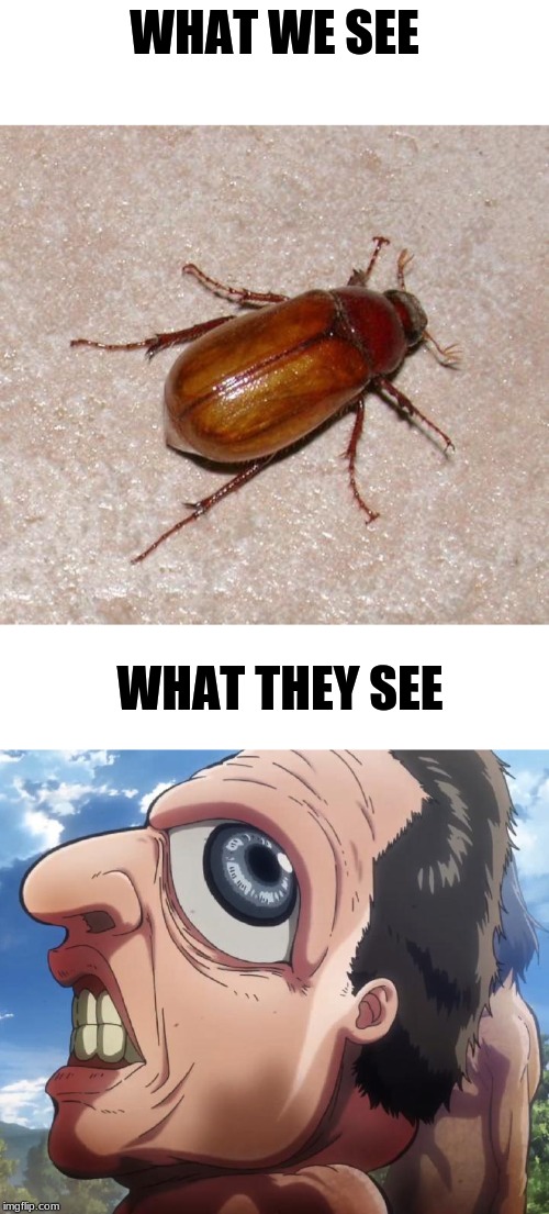 WHAT WE SEE; WHAT THEY SEE | image tagged in june bug,attack on titan | made w/ Imgflip meme maker