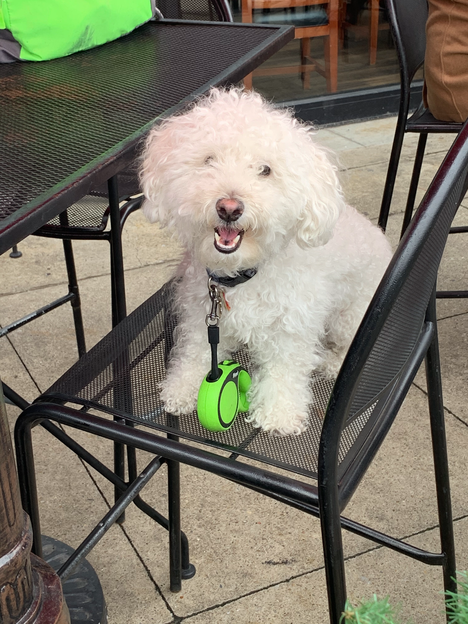 Adorable poodle Blank Meme Template