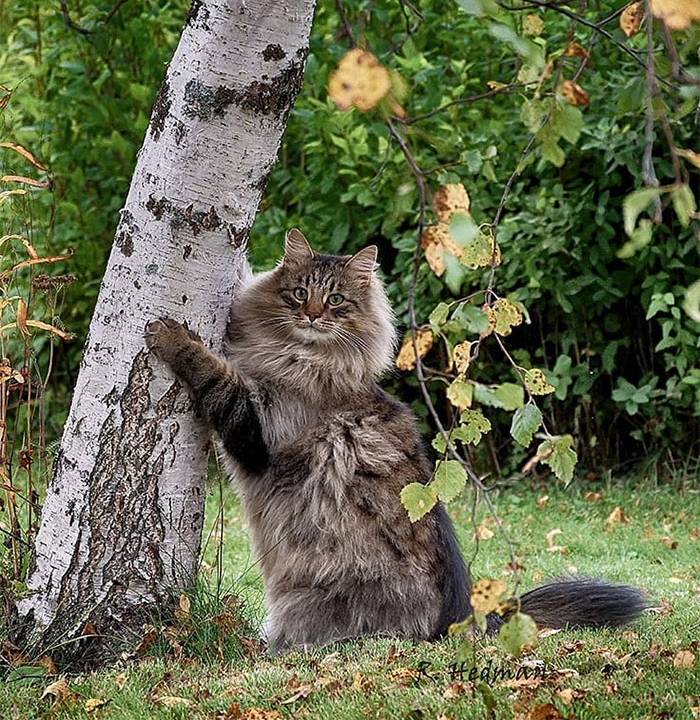 High Quality Senior Cat Blank Meme Template