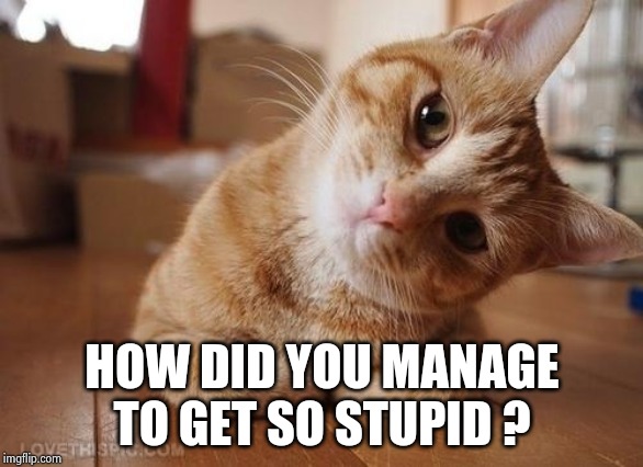 Curious Question Cat | HOW DID YOU MANAGE TO GET SO STUPID ? | image tagged in curious question cat | made w/ Imgflip meme maker
