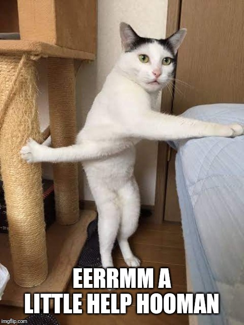 EERRMM A LITTLE HELP HOOMAN | image tagged in cats,cat memes | made w/ Imgflip meme maker