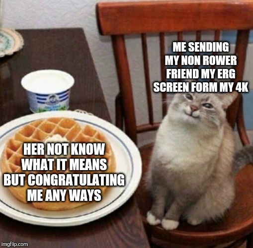 Cat likes their waffle | ME SENDING MY NON ROWER FRIEND MY ERG SCREEN FORM MY 4K; HER NOT KNOW WHAT IT MEANS BUT CONGRATULATING ME ANY WAYS | image tagged in cat likes their waffle,RowingMemes | made w/ Imgflip meme maker