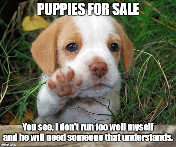 dog puppy bye | PUPPIES FOR SALE; You see, I don't run too well myself and he will need someone that understands. | image tagged in dog puppy bye | made w/ Imgflip meme maker