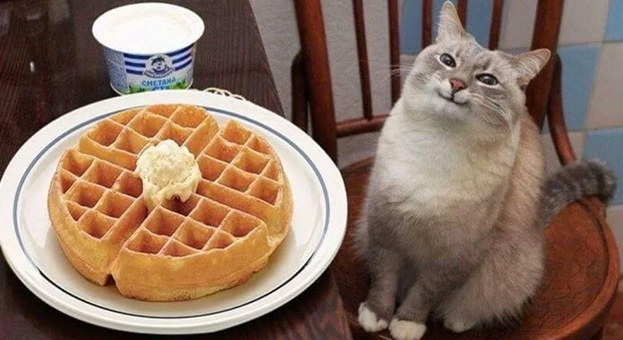 Cat sitting next to waffles Blank Meme Template