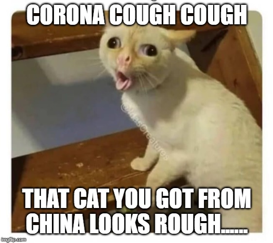 Coughing Cat | CORONA COUGH COUGH; THAT CAT YOU GOT FROM CHINA LOOKS ROUGH...... | image tagged in coughing cat | made w/ Imgflip meme maker