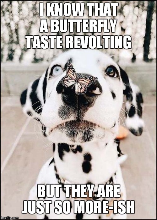 Dog On The Butterfly Diet | I KNOW THAT A BUTTERFLY TASTE REVOLTING; BUT THEY ARE JUST SO MORE-ISH | image tagged in fun,dog,butterfly | made w/ Imgflip meme maker