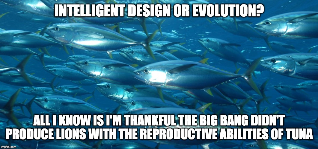 Lions and Tuna and death, oh my! | INTELLIGENT DESIGN OR EVOLUTION? ALL I KNOW IS I'M THANKFUL THE BIG BANG DIDN'T PRODUCE LIONS WITH THE REPRODUCTIVE ABILITIES OF TUNA | image tagged in fish,lions | made w/ Imgflip meme maker
