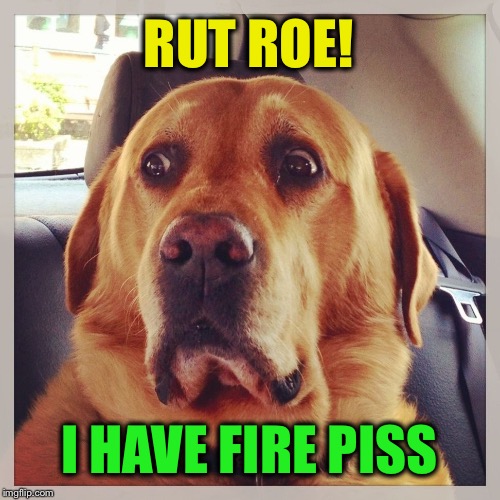 Worried dog | RUT ROE! I HAVE FIRE PISS | image tagged in worried dog | made w/ Imgflip meme maker