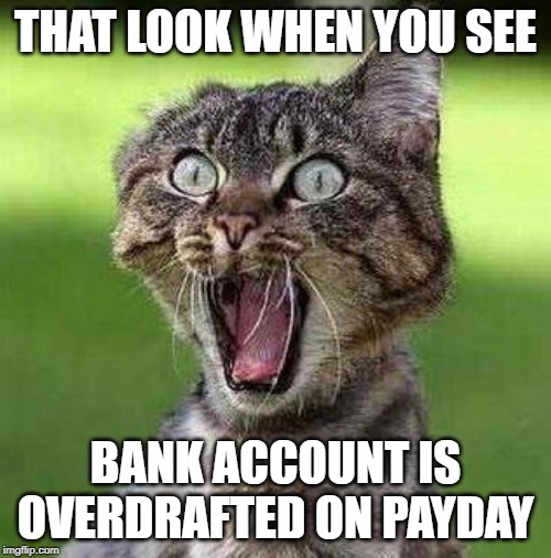 Shocked Cat | THAT LOOK WHEN YOU SEE; BANK ACCOUNT IS OVERDRAFTED ON PAYDAY | image tagged in shocked cat | made w/ Imgflip meme maker