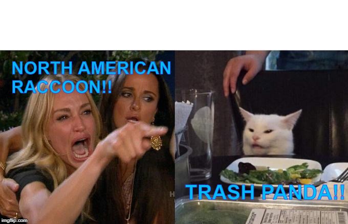 Woman Yelling At Cat | NORTH AMERICAN RACCOON!! TRASH PANDA!! | image tagged in memes,woman yelling at cat | made w/ Imgflip meme maker