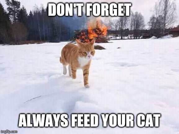 DON'T FORGET; ALWAYS FEED YOUR CAT | image tagged in cat,angry cat,fire,house fire,funny,funny memes | made w/ Imgflip meme maker