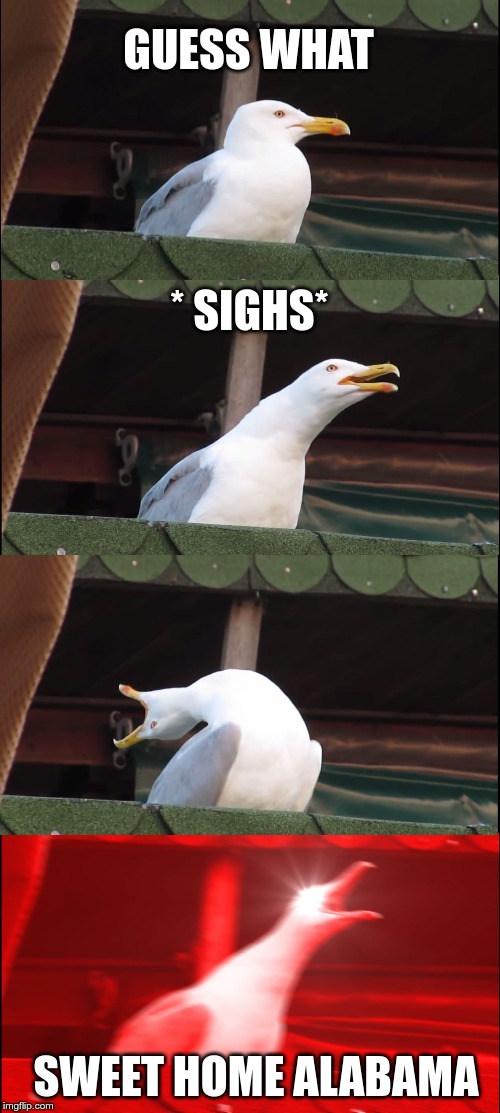 Inhaling Seagull Meme | GUESS WHAT; * SIGHS*; SWEET HOME ALABAMA | image tagged in memes,inhaling seagull | made w/ Imgflip meme maker
