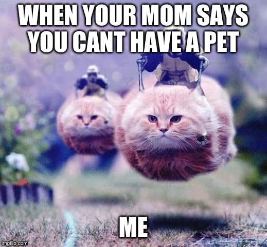 Storm Trooper Cats | WHEN YOUR MOM SAYS YOU CANT HAVE A PET; ME | image tagged in storm trooper cats | made w/ Imgflip meme maker
