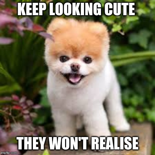 doggies | KEEP LOOKING CUTE; THEY WON'T REALISE | image tagged in cute puppies | made w/ Imgflip meme maker