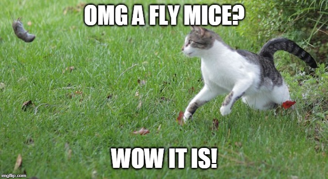 Warrior cat meme |  OMG A FLY MICE? WOW IT IS! | image tagged in warrior cat meme | made w/ Imgflip meme maker