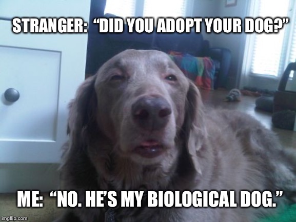High Dog Meme |  STRANGER:  “DID YOU ADOPT YOUR DOG?”; ME:  “NO. HE’S MY BIOLOGICAL DOG.” | image tagged in memes,high dog | made w/ Imgflip meme maker