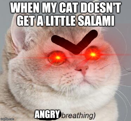WHEN MY CAT DOESN'T GET A LITTLE SALAMI; ANGRY | image tagged in cat | made w/ Imgflip meme maker