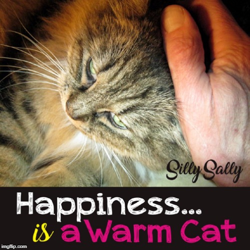 Silly Sally Happy Cat | image tagged in silly sally,cats,happiness is | made w/ Imgflip meme maker