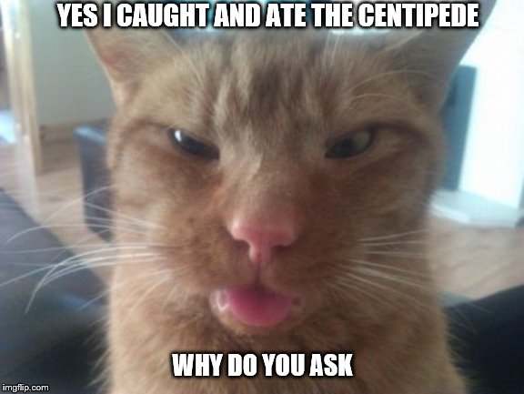 derpcat | YES I CAUGHT AND ATE THE CENTIPEDE; WHY DO YOU ASK | image tagged in derpcat | made w/ Imgflip meme maker