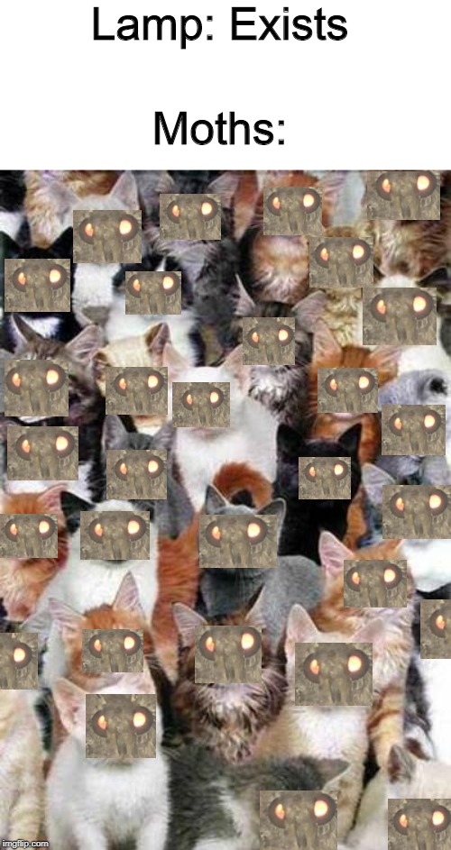 Lamp: Exists; Moths: | image tagged in too many cats | made w/ Imgflip meme maker